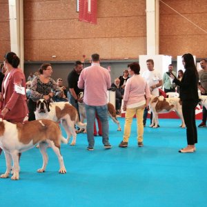 36º Exposición Internacional Canina de Otoño de la RSCE