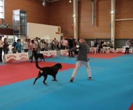 Ebora Dog Show