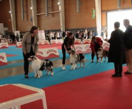 Ebora Dog Show