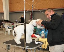Ebora Dog Show